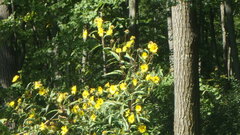 Helianthus grosseserratus