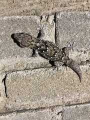 Chondrodactylus turneri