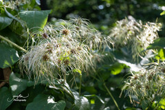 Clematis vitalba