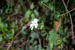 Silene latifolia