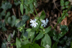 Silene latifolia