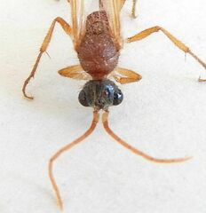 Chyphotes melaniceps