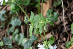 Silene latifolia