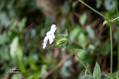 Silene latifolia