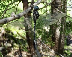 Brechmorhoga pertinax