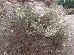Salsola oppositifolia