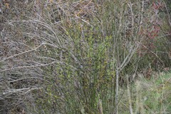 Chrysojasminum fruticans