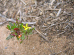 Camissoniopsis lewisii