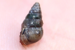 Cochlicella