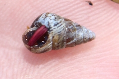 Cochlicella