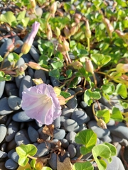 Calystegia soldanella