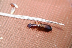 Paradromius