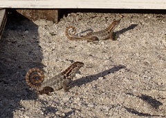 Leiocephalus carinatus