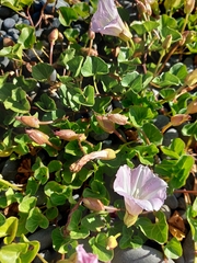 Calystegia soldanella