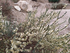 Salsola oppositifolia