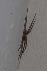 Kukulcania