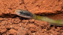 Crotaphopeltis hotamboeia