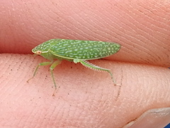 Rugosana querci
