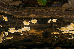 Basidioradulum radula