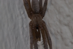 Kukulcania