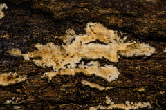 Basidioradulum radula