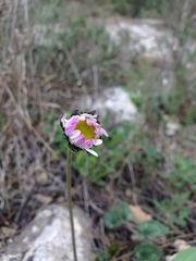 Bellis