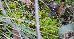 Homalothecium sericeum