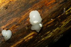 Myxarium nucleatum