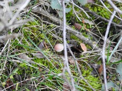 Homalothecium sericeum