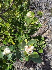 Olea capensis