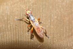 Dichetophora obliterata