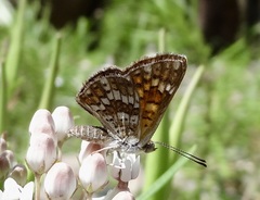 Emesis phyciodoides