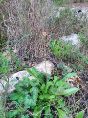 Bellis
