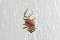 Eremobatidae