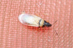 Oxycarenus pallens