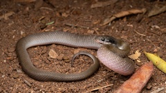 Crotaphopeltis hotamboeia