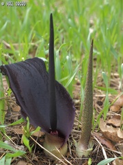 Biarum pyrami