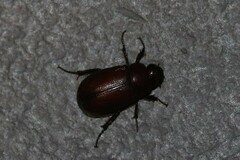 Melolonthinae