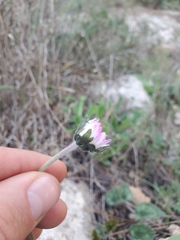 Bellis