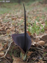 Biarum pyrami