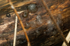 Myxarium nucleatum