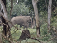 Elephas maximus indicus
