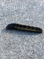 Spodoptera ornithogalli