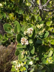Olea capensis