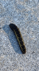 Spodoptera ornithogalli