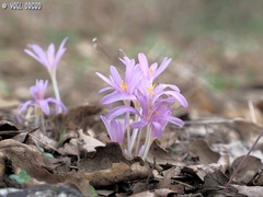 Colchicum stevenii