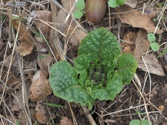 Mandragora autumnalis