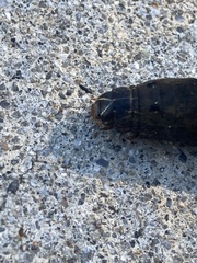 Spodoptera ornithogalli