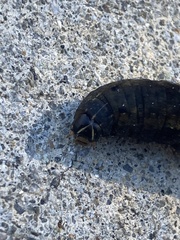 Spodoptera ornithogalli