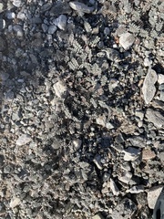Dalea mollissima